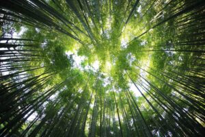 Environnement – Rotary Club Toulon Levant
